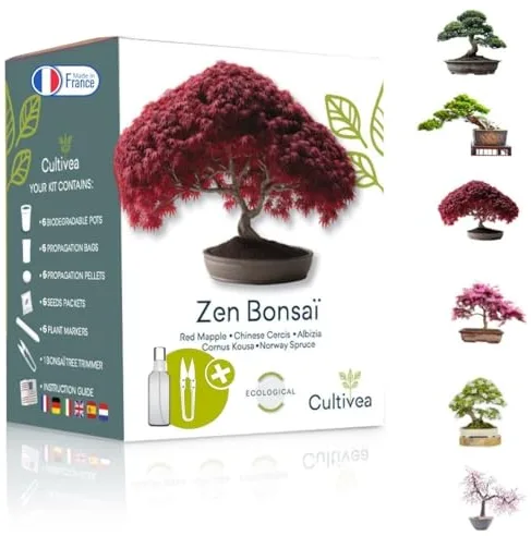 CULTIVEA® Kit de 6 Bonsái para cultivar - Jardín - Idea de regalo (Arce rojo, Cercis chino, Albizia, Cornejo kousa, Abeto de Noruega)