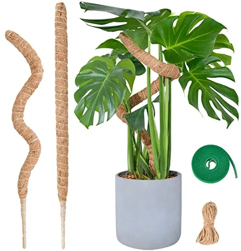 Tutores para Plantas, SproutMaven 2 x 60 cm de Poste de Musgo de Monstera, Trepadoras Estacas Hechas a Mano para Plantas de Interior